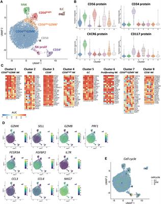 Single-cell transcriptomics in bone marrow delineates CD56dimGranzymeK+ subset as intermediate stage in NK cell differentiation